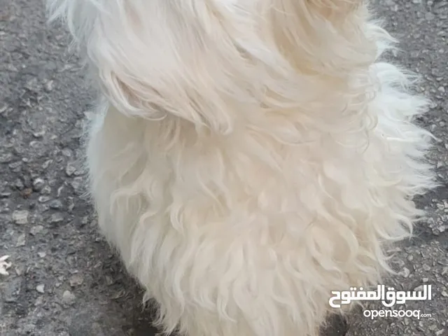 عندي هل كلب البشون الاصلي حنون كتير عمرو 4اشهر لبيع 150دولار يلي بهمو الامر