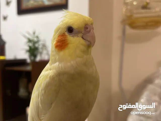 مطلوب ذكر كوكتيل شغال لاتيني السعر لا يتجاوز العشرين تمام