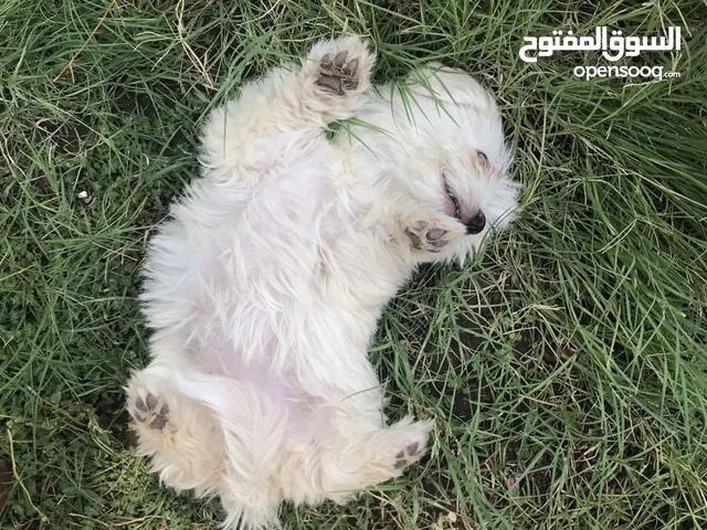 كلب زينه يخبل