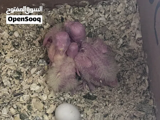 كوكتيل لاتينو حجمهم ممتاز