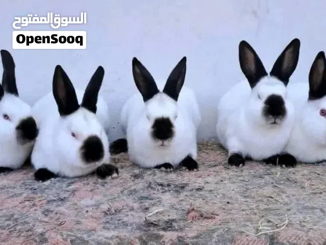 مطلوب ارانب مثل هاي لي بصورة