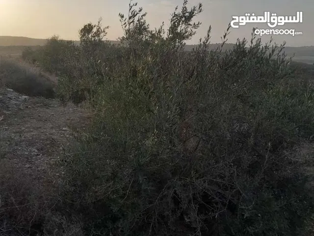 ارض للبيع في صوريف / خلة ابو سليمان