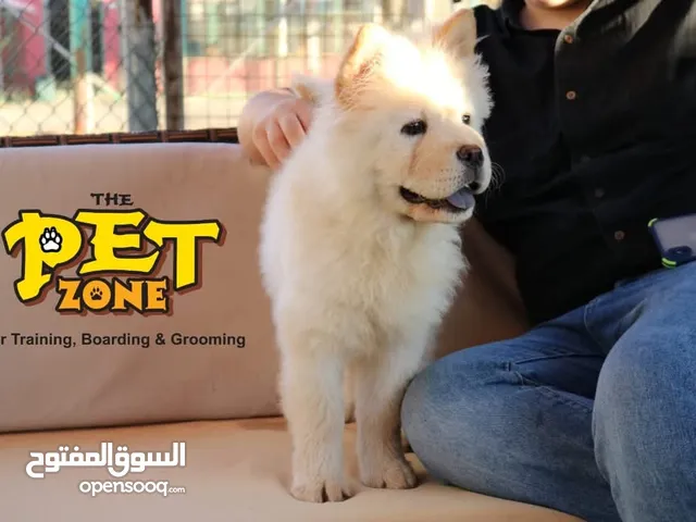 تدريب كلاب ..فندق للكلاب....تحميم كلاب