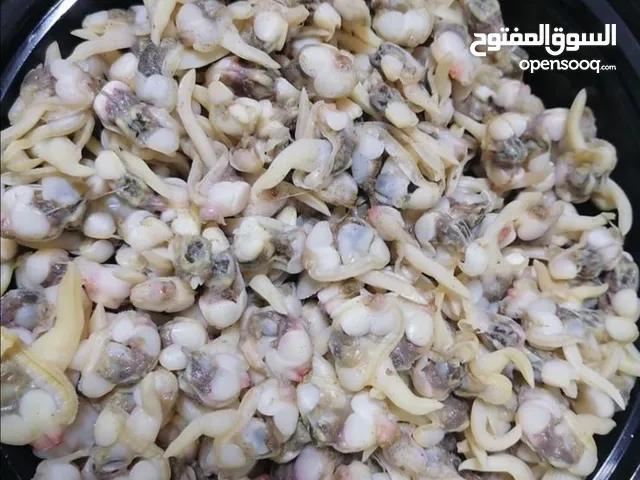 دوك محار روبيان حبار زغط اخطبوط شارخه محار صفيلح دشن ماكولات بحريه سي فود ام عوينه مالح جيذر