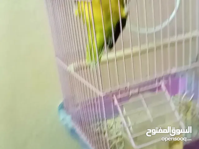 بيع عصفور روز مستخدم
