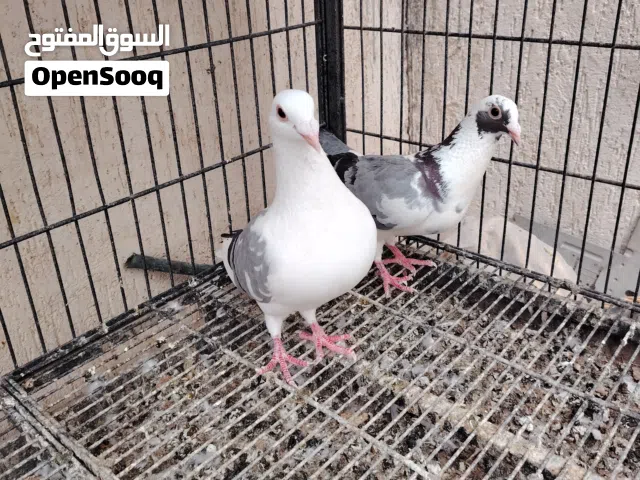 زوز كوبيات