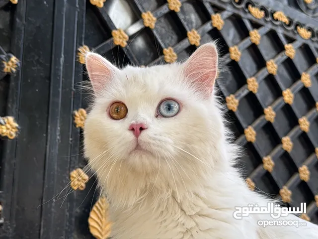 قط شيرازي للبيع