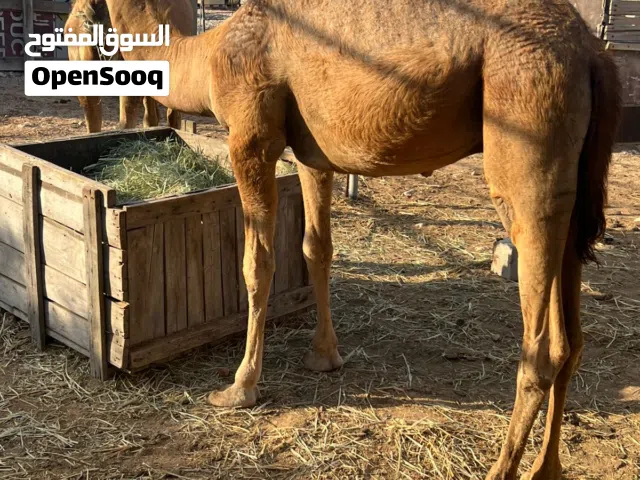 للبيع جعدان