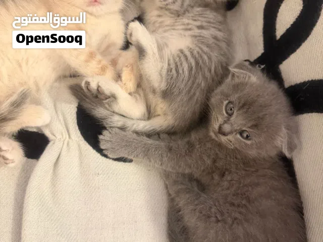 سكوتش فولد بيور