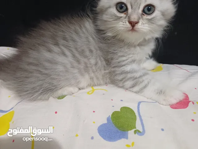 قطط شيرازي بيور للبيع ولد وبنت كيتن 45 يوم الولد ابيض والبنت جراي لعبيين جدا شعر غزير