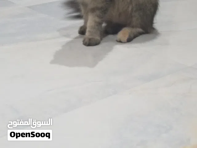 قط نصف شيرازي انثى