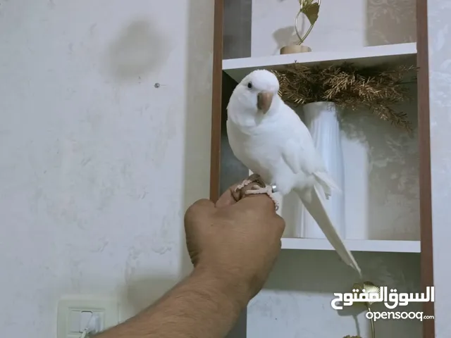 ببغاء كويكر الراهب البينو عين حمرا محجل فحل أليف وبطلع عالايد و متكلم 9 كلمات