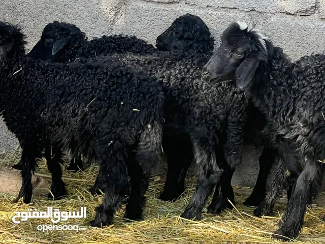 كبشان عمانيات جباليات حلال طيب للتربيه وللذبح