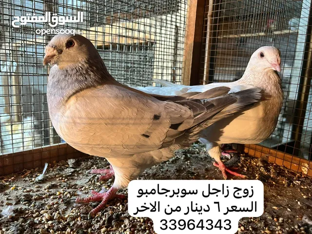 للبيع زوجين حمام زاجل مستوى جميل