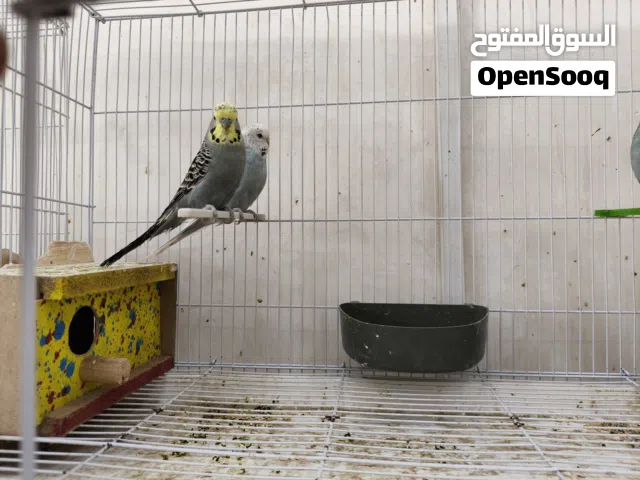 طيور حب نكليزي ننصاصه