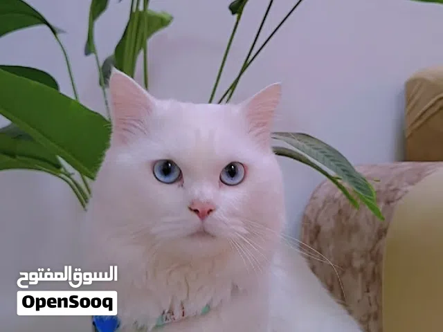 قط بيرشن تركي