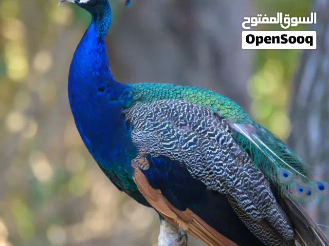 مطلوب طاووس اناث
