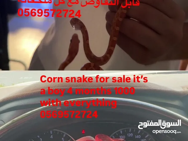 Corn snake