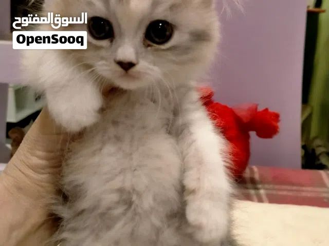 قطه شيرازي شانشلا كاليوكي 45 يوم