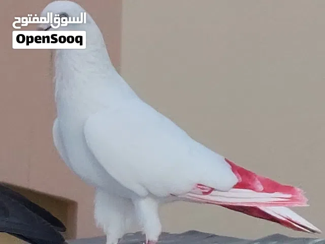 pigeon .
