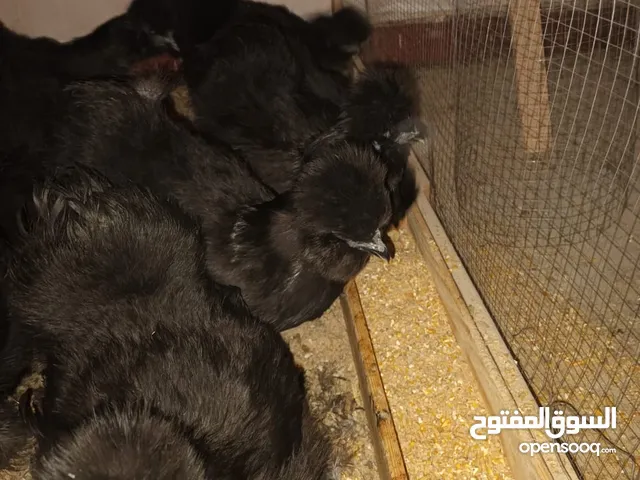 فرخات أمريكي مصوف