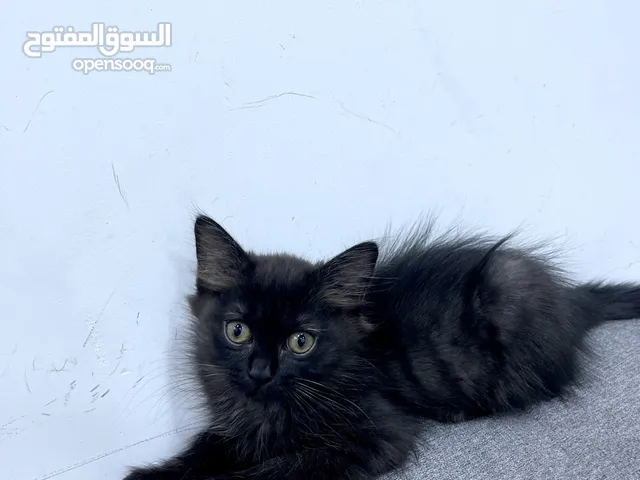قط مكس شيرازي و سكوتش ذو نقشه نمرية مخططه، جداً نادر و جداً مميز