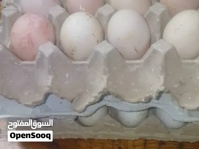 بيض بلادي للاكل