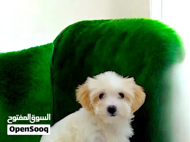 احلا بنوته مينى هافانيز تقليب محترم جدا