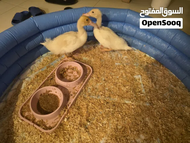 بط تربية منزل، ببلاش