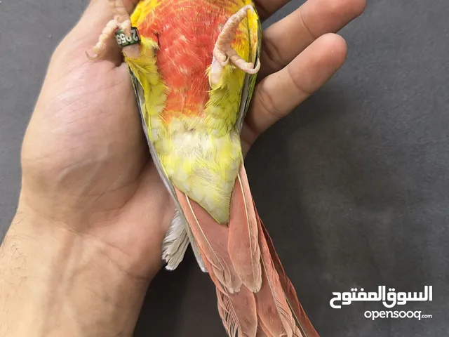 للبيع كنيور