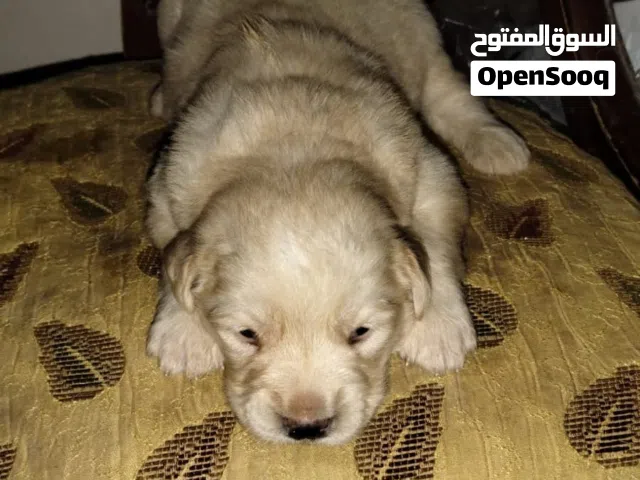 جرو جولدن ريتريفر من روسيا