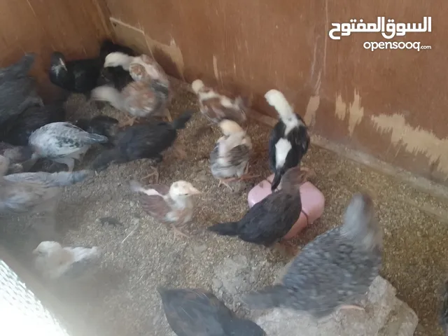 صيصانوعددتقريبا 20صوص وديوك عدد 4