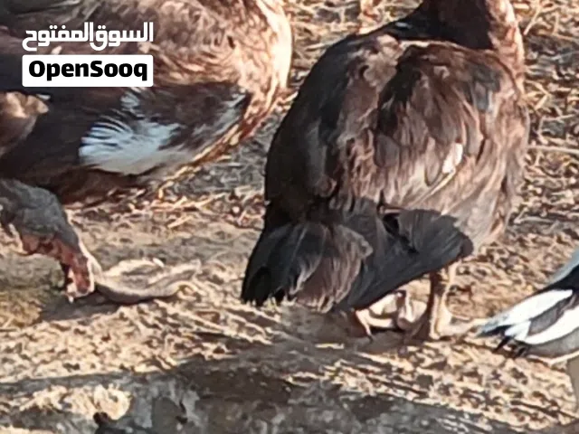 توصل على الواتس اب الجدين فقط