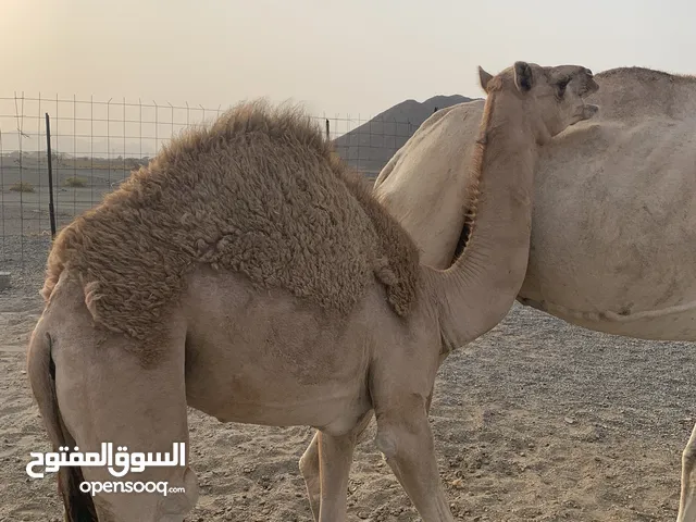 للبيع بكره بنت طياري ولد طياري المختبر