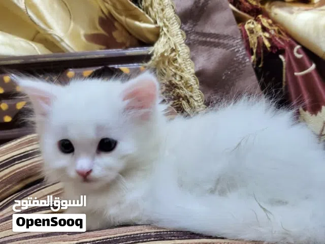 عروضنا غير