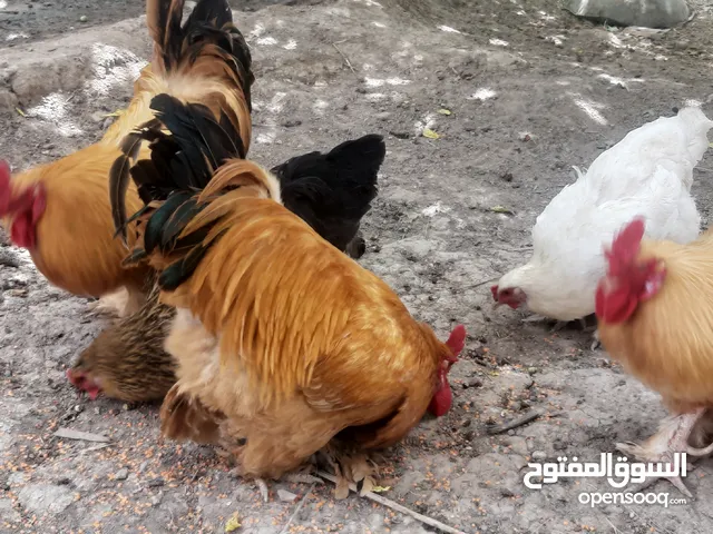 دجـاج براهمـه للبيع