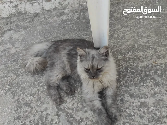 شيرازي ذكر عمر9شهور