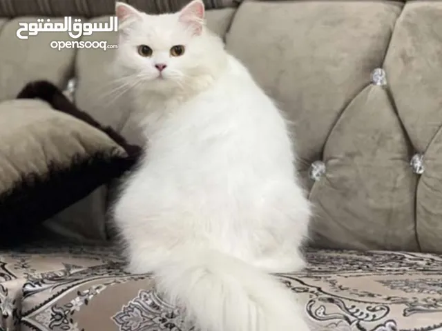 قطه شيرازيه