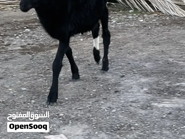 كبش ينفع للحلال