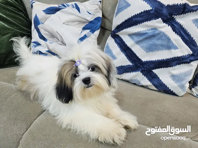 shihtzu peur شيتزو بيور