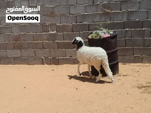 فطيمه وطنيه الله يبارك عمرها ف7شهور جنسها توميه مشالله متع تربيه ربي يبارك
