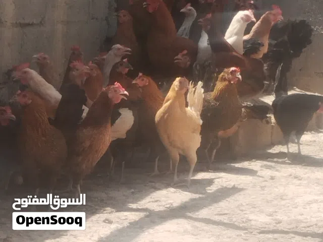 دجاج عماني
