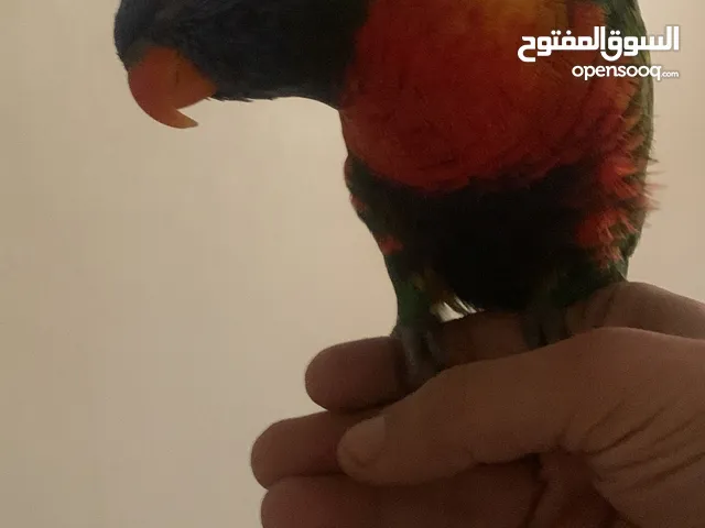 طير لوري ربوه