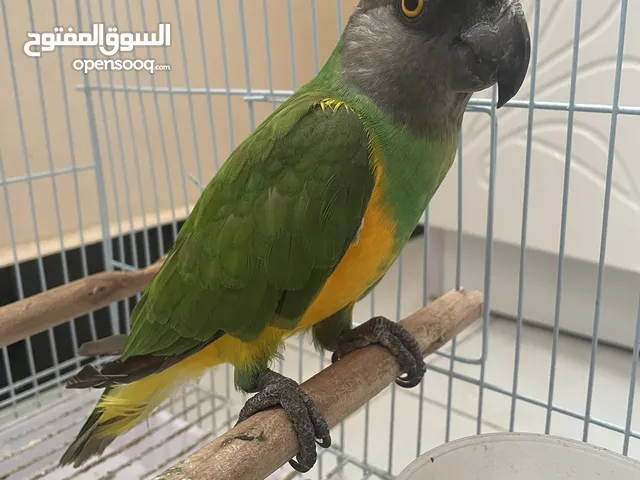ببغاء سنغالي صحته جيدة مع القفص