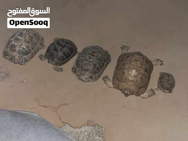 6 سلاحف بأحجام مختلفه للبيع