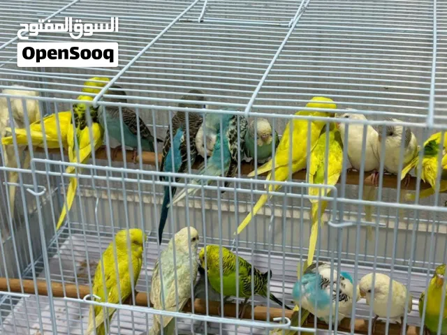 للبيع طيور بادجي