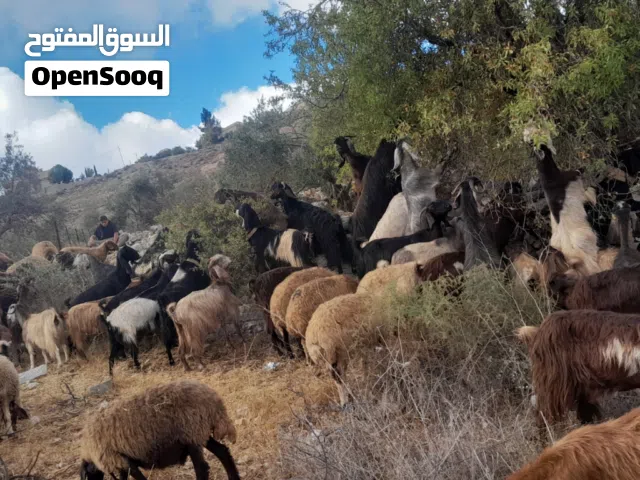 متاح 3 عنزات مواليد سن وديد صلاه النبي عليهن