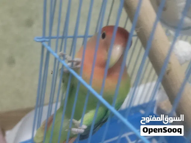 ذكر روز اليف