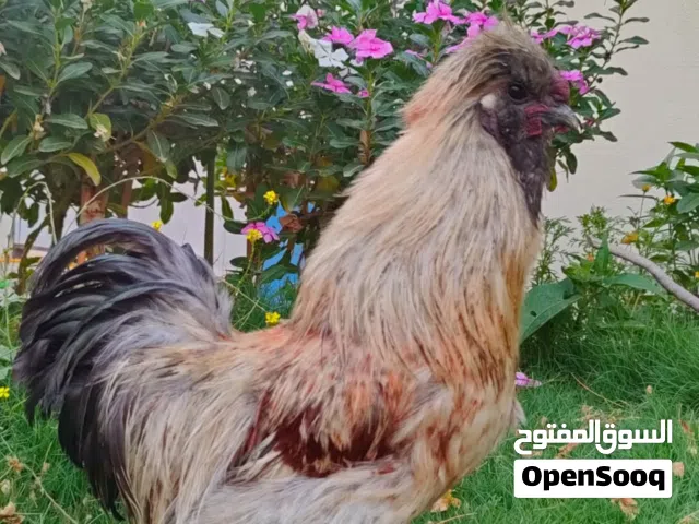 ديك سلكي 5 اصابع