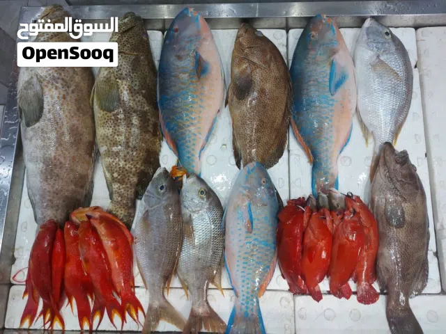 اسماك طازجة وفرش